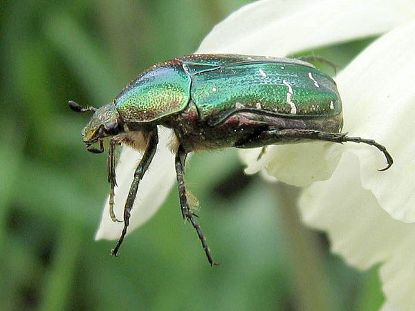 Kovakuoriaiset - Coleoptera - Callidium violaceum, papintappaja ...