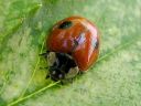 Adalia_bipunctata_kaksipistepirkko_IMG_7616.jpg