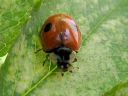 Adalia_bipunctata_kaksipistepirkko_IMG_7617.jpg