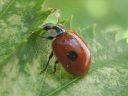 Adalia_bipunctata_kaksipistepirkko_IMG_7618.jpg