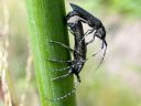 Agapanthia_villosoviridescens_harmejaara_IMG_2989.jpg