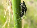 Agapanthia_villosoviridescens_harmejaara_IMG_2990.jpg