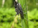 Agapanthia_villosoviridescens_harmejaara_IMG_3003.jpg