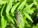 Agapanthia_villosoviridescens_harmejaara_IMG_6948.jpg