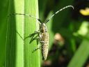 Agapanthia_villosoviridescens_harmejaara_IMG_6953.jpg