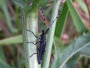 Agapanthia_villosoviridescens_harmejaara_IMG_8079.jpg