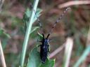 Agapanthia_villosoviridescens_harmejaara_IMG_8081.jpg