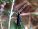 Agapanthia_villosoviridescens_harmejaara_IMG_8083.jpg