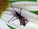 Anoplodera_maculicornis_topokukkajaara_IMG_3287.jpg