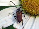 Anoplodera_maculicornis_topokukkajaara_IMG_7956.jpg