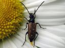 Anoplodera_maculicornis_topokukkajaara_IMG_8083.jpg