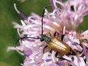 Anoplodera_maculicornis_topokukkajaara_IMG_9942.jpg