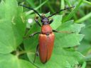 Anoplodera_rubra_female_rusokukkajaara_naaras_IMG_9791.jpg