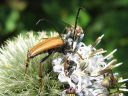 Anoplodera_rubra_male_rusokukkajaara_koiras_IMG_0208.jpg