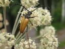 Anoplodera_rubra_male_rusokukkajaara_koiras_IMG_0336.jpg