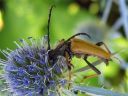 Anoplodera_rubra_male_rusokukkajaara_koiras_IMG_0407.jpg