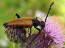 Anoplodera_rubra_male_rusokukkajaara_koiras_IMG_0950.jpg