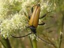 Anoplodera_rubra_male_rusokukkajaara_koiras_IMG_6998.jpg