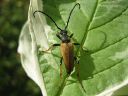 Anoplodera_rubra_male_rusokukkajaara_koiras_IMG_7273.jpg