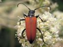 Anoplodera_sanguinolenta_female_hurmekukkajaara_naaras_IMG_0342.jpg