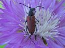 Anoplodera_sanguinolenta_female_hurmekukkajaara_naaras_IMG_4107.jpg