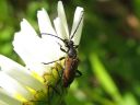 Anoplodera_sanguinolenta_male_hurmekukkajaara_koiras_IMG_3891.jpg