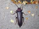 Arhopalus_rusticus_ruskojaara_IMG_4227.jpg