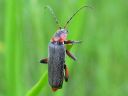 Cantharis_rustica_ketosylkikuoriainen_IMG_3867.jpg