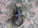 Carabus_nemoralis_puistokiitajainen_IMG_0056.jpg