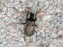 Carabus_nemoralis_puistokiitajainen_IMG_0492.jpg