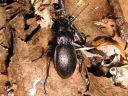 Carabus_nemoralis_puistokiitajainen_IMG_1048.jpg