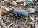 Carabus_nemoralis_puistokiitajainen_IMG_4884.jpg