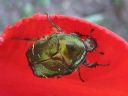 Cetonia_aurata_kultakuoriainen_IMG_4176.jpg