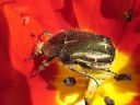 Cetonia_aurata_kultakuoriainen_IMG_7431.jpg