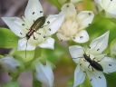 Chrysanthia_geniculata_pikkukultakeiju_IMG_5815.jpg