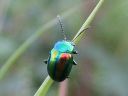 Chrysolina_fastuosa_peippikuoriainen_IMG_2065.jpg