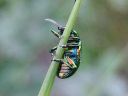 Chrysolina_fastuosa_peippikuoriainen_IMG_2068.jpg