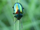 Chrysolina_fastuosa_peippikuoriainen_IMG_2072.jpg