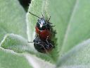 Chrysolina_polita_minttukuoriainen_IMG_0630.jpg