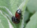 Chrysolina_polita_minttukuoriainen_IMG_0633.jpg