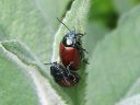 Chrysolina_polita_minttukuoriainen_IMG_0634.jpg