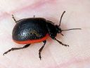 Chrysolina_sanguinolenta_kannusruohokuoriainen_IMG_2145.jpg