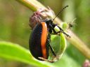 Chrysolina_sanguinolenta_kannusruohokuoriainen_IMG_2321.jpg