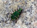 Cicindela_campestris_kenttakiitajainen_IMG_3583.jpg