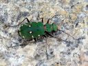 Cicindela_campestris_kenttakiitajainen_IMG_3584.jpg