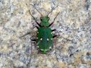 Cicindela_campestris_kenttakiitajainen_IMG_3587.jpg