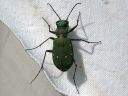 Cicindela_campestris_kenttakiitajainen_IMG_3675.jpg