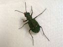 Cicindela_campestris_kenttakiitajainen_IMG_3682.jpg