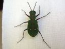 Cicindela_campestris_kenttakiitajainen_IMG_3689.jpg