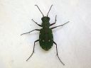 Cicindela_campestris_kenttakiitajainen_IMG_3692.jpg